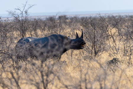 A black Rhinoceros - Diceros bicornis- eating scrubs on the plains of Etosha national park, Namibia, during sunset.の写真素材