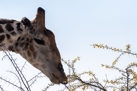 Close-up of an angolean Giraffe, eating berries from a tree in Etosha National Park.の写真素材
