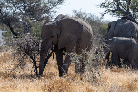 A herd of African Elephants -Loxodonta Africana- grazing on the plains of Etosha National Park, Namibia.の写真素材