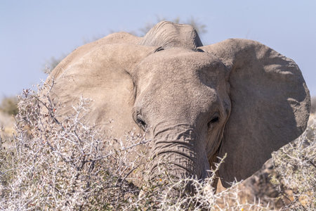 Telephoto shot of the head of an African Elephant -Loxodonta Africana- eating in Etosha National Park, Namibia.の写真素材