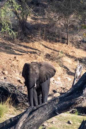 Telephoto shot of an African Elephant feeding itself on the banks of the Chobe River. Chobe National Park, Botswana.の写真素材