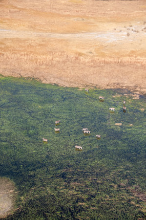 Aerial shot of a herd of Zebras grazing in the Okavango delta wetlands in Botswana.の写真素材