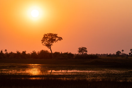 Wide angle shot of a beautiul sunset in the Okavango delta.の写真素材