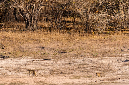 A Chacma Baboon, Papio ursinus, baby with its mother walking along the banks of the Chobe river, Chobe National Park, Botswana.の写真素材