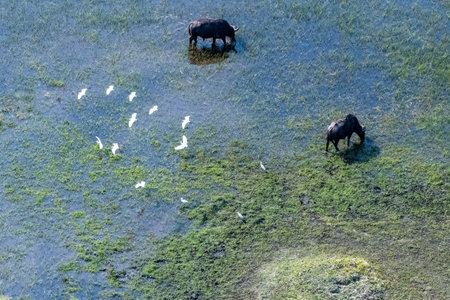Arial telephoto shot of an African Buffalo -Syncerus caffer- grazing in the Okavango Delta wetlands, Botswana, while a flock of great white egret - Ardea alba- is flying overhead.の写真素材