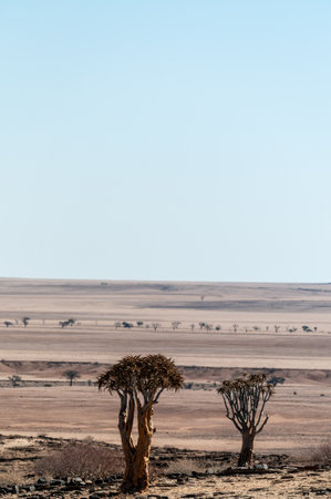 Outlook over the Kuiseb pass viewpoint in Namibia, an area that strongly resembles a lunar landscape.の写真素材