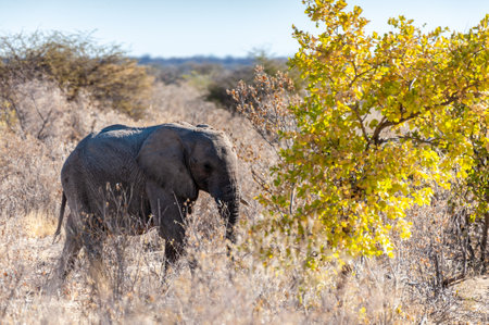 A giant African Elephant -Loxodonta Africana- walking past through the bushes of Etosha National Park, Namibia.の写真素材