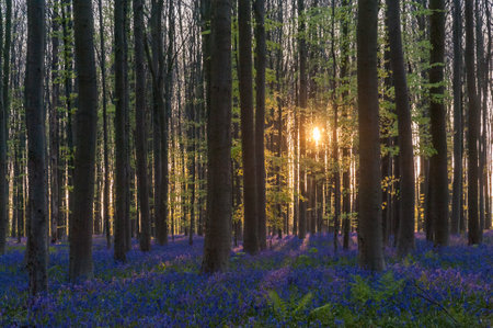 The rising sun illumingating a flowerbed of bluebells in the Hallerbos, on an early spring morning.の写真素材