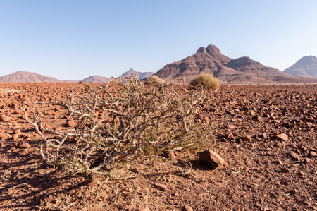 Namibian Desert landscape on a sunny winter afternoon.の写真素材