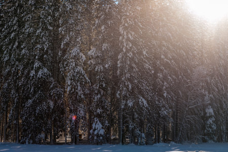 Backlit image of snow-covered pine trees in Yosemite Valley on a winter afternoon.の写真素材