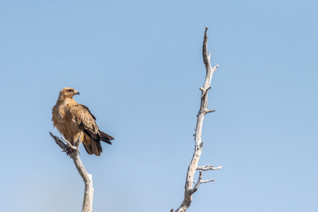 Close-up of a Tawny Eagle - Aquila rapax- sitting in a treetop in Etosha National Park, Namibia.の写真素材