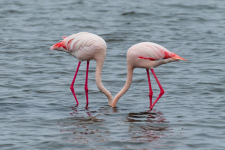 Greater Flamingos - Phoenicopterus roseus- along the shores of Walvis Bay, Namibia.の写真素材