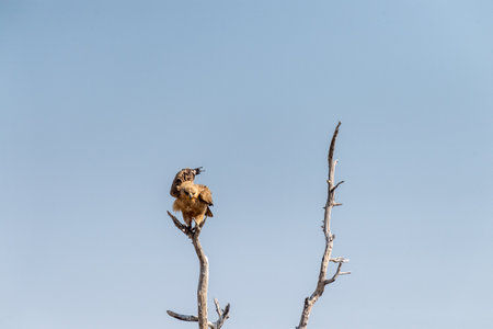 Close-up of a Tawny Eagle - Aquila rapax- sitting in a treetop in Etosha National Park, Namibia.の写真素材