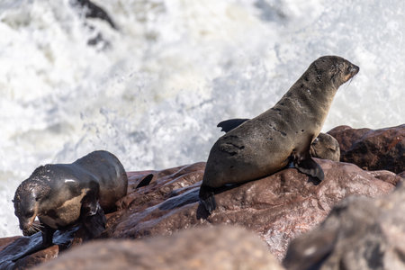 Detail of the seal colony at Cape Cross, off the skeleton coast of Namibia.の写真素材