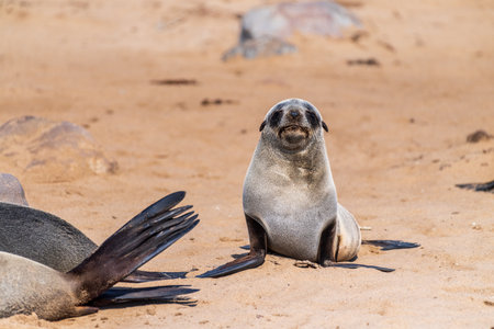 Detail of the seal colony at Cape Cross, off the skeleton coast of Namibia.の写真素材