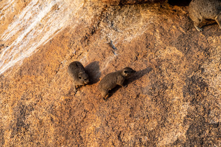 The Hyrax, or Dassie -Procavia capensis- is the evolutionary nearest relative of the elephant. Seen here climbing on the rocks near Spitzkoppe, Namibia.の写真素材