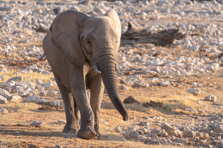 Telephoto shot of a herd of African Elephant -Loxodonta Africana- taking a bath in a waterhole in Etosha national Park.の写真素材