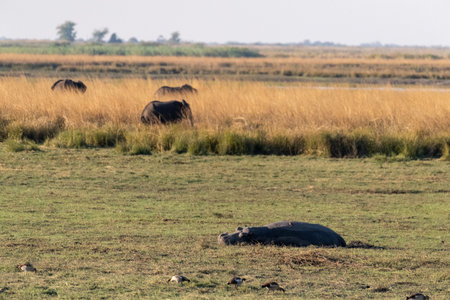 Telephoto of a hippopotamus resting on land in chobe national park, Botswana.の写真素材