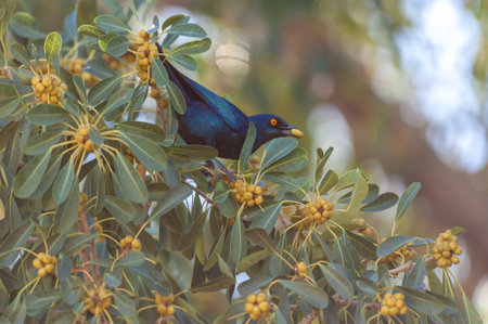 Telephoto of a pale-winged starling - Onychognathus nabouroup- sitting in a tree in Namibia.の写真素材