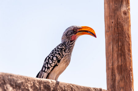 A Southern yellow-billed hornbill -Tockus leucomelas- sitting on a branch of a treeの写真素材