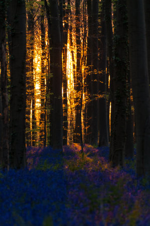 The rising sun illumingating a flowerbed of bluebells in the Hallerbos, on an early spring morning.の写真素材