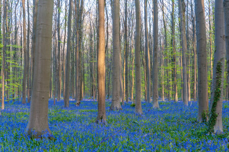 The rising sun illumingating a flowerbed of bluebells in the Hallerbos, on an early spring morning.の写真素材