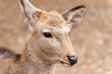 Close-up of a Deer walking in Nara park, Japan.の写真素材