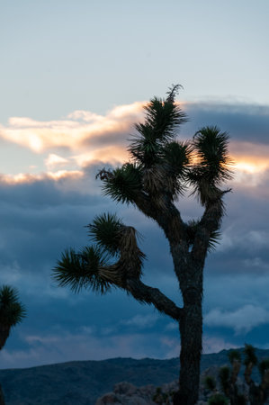 Landscape shot of Joshua tree national park around sunset.の写真素材