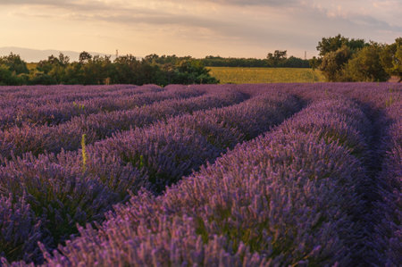 Detail of a lavender field in the Southern French Provence, on a sunny summer afternoon.の写真素材