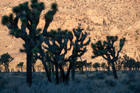 Impression of an early morning sunrise in Joshua Tree national park on an early winter morning.の写真素材