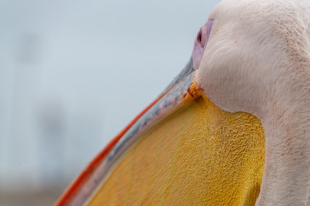 Telephoto shot of a great white pelican -Pelecanus onocrotalus- near Walvis Bay, Namibiaの写真素材