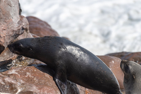 Cape Fur Seals - Arctocephalus pusillus- on the beach of Cape Cross Seal colony, along the skeleton coast of Namibiaの写真素材
