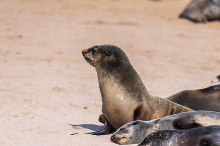 Detail of the seal colony at Cape Cross, off the skeleton coast of Namibia.の写真素材