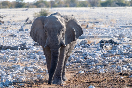 Telephoto shot of one African Elephant -Loxodonta Africana- approaching a waterhole in Etosha National Park, Namibia.の写真素材