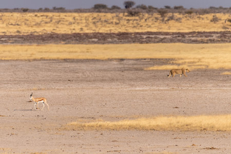 Telephoto shot of a pride of Lions in Etosha national park.の写真素材