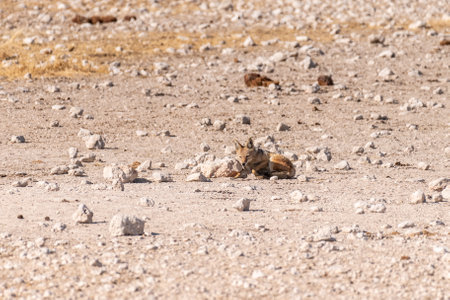 One side-striped Jackal -Canis Adustus- resting in Etosha National Park, Namibia, around sunset.の写真素材