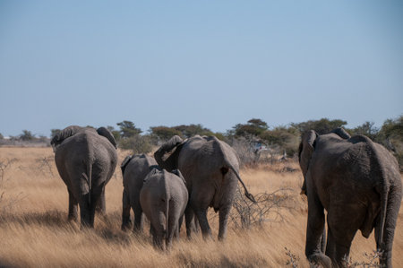 A herd of African Elephant -Loxodonta Africana- is grazing on the plains of Etosha National Park, Namibia.の写真素材