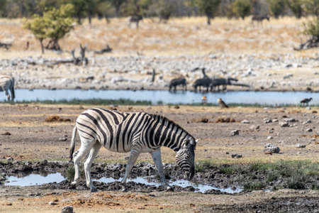 A group of Burchells Plains zebra -Equus quagga burchelli- gathering near a waterhole on the plains of Etosha National Park, Namibia.の写真素材