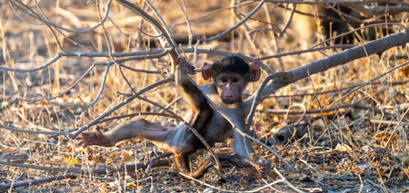 A Chacma Baboon, Papio ursinus, baby being playful with a tree branch, Chobe National Park, Botswana.の写真素材