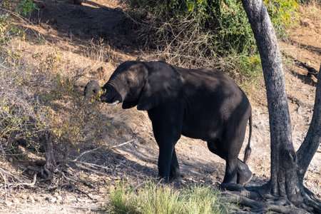 Telephoto shot of an African Elephant feeding itself on the banks of the Chobe River. Chobe National Park, Botswana.の写真素材