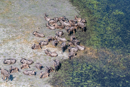 Aerial shot of a herd of blue wildebeest - Connochaetes taurinus- resting on the shores of the Okavango River. Okavango National Park, Botswana.の写真素材