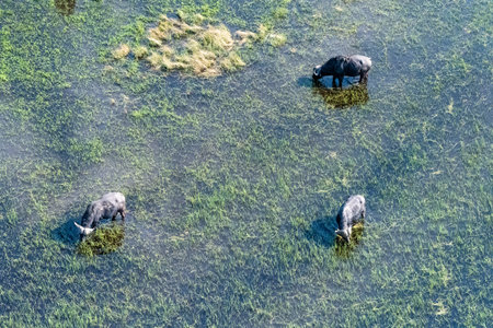 Aerial shot of a group of buffaloes grazing in the Okavango delta.の写真素材