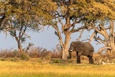 Telephoto shot of an African Elephant -Loxodonta Africana- grazing on the banks of the Okavango river, in the Okavango Delta, Botswana, around sunset.の写真素材