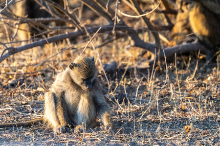 Close-up of a Chacma Baboon, Papio ursinus, sitting in the sun in Chobe National Park, Botswana.の写真素材