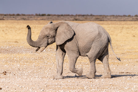 Telephoto shot of one African Elephant -Loxodonta Africana- running across the plains of Etosha National Park, Namibia.の写真素材