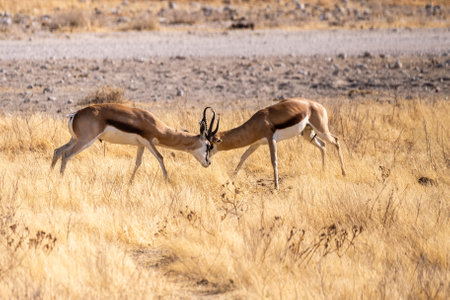 Telephoto shot of two Impalas - Aepyceros melampus- engaging in a head-to-head fight.の写真素材
