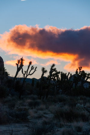 Impression of an early morning sunrise in Joshua Tree national park on an early winter morning.の写真素材