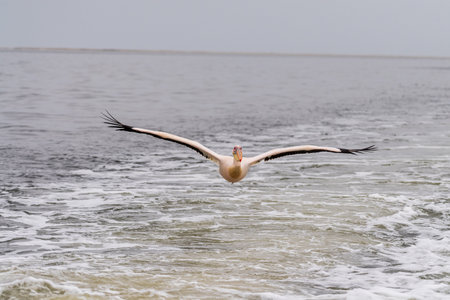 Telephoto shot of a great white pelican -Pelecanus onocrotalus- near Walvis Bay, Namibiaの写真素材