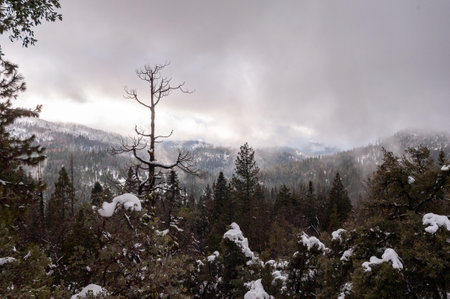 Clouds are rolling in along the trail to mariposa grove, in Yosemite National Park.の写真素材