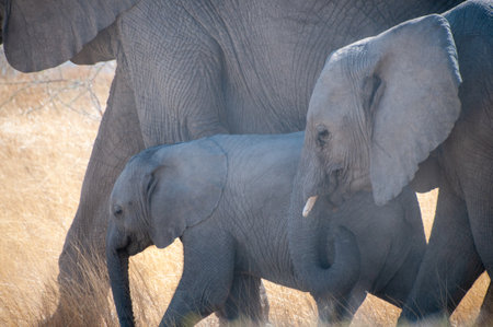 Closeup of an adult African Desert Elephant - Loxodonta Africana- and her calf grazing on the plains of Etosha National Park, Namibia.の写真素材
